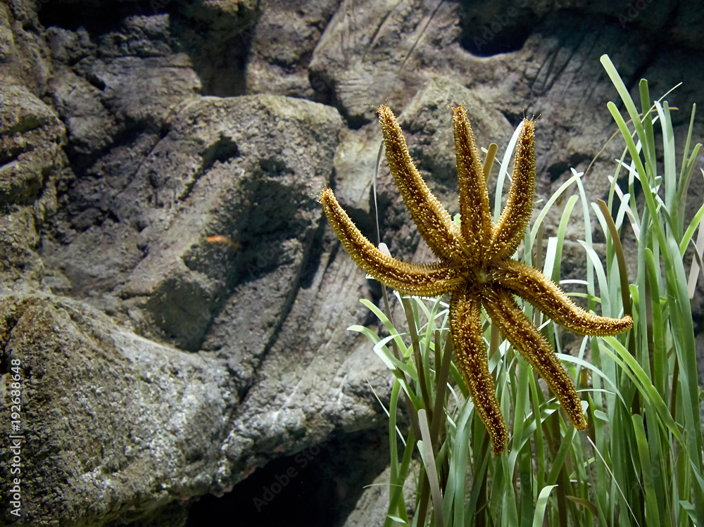 水族馆里的海星