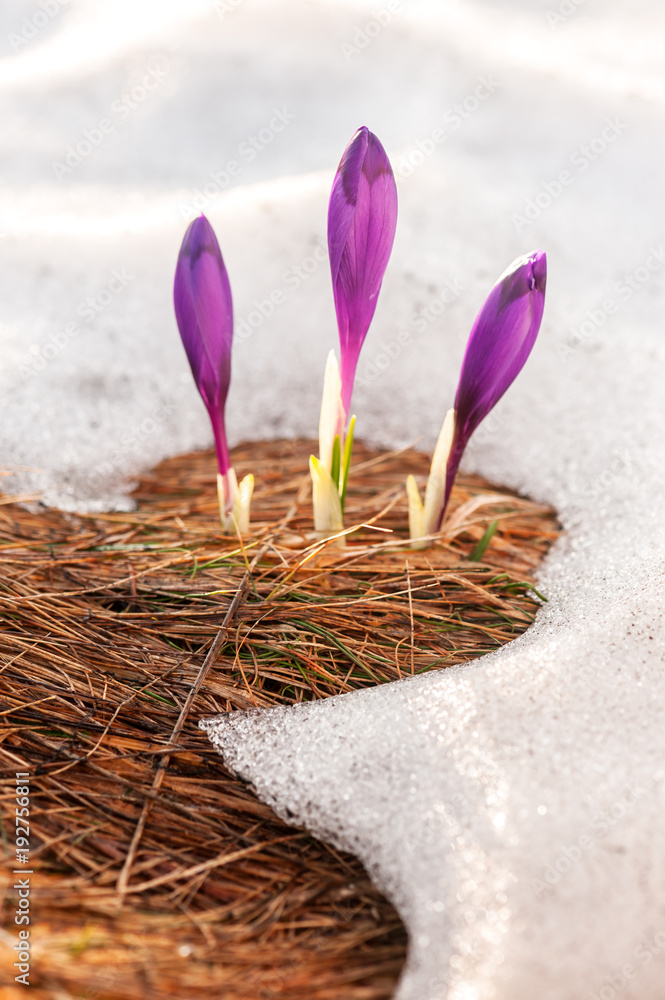 Group of crocus flower in grass on spring meadow closeup