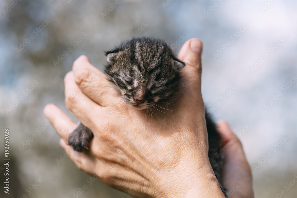 Newborn kitten in hands outdors. Animal photography