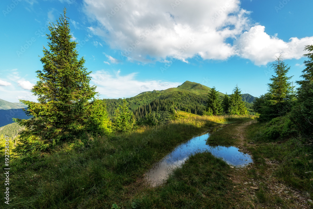 喀尔巴阡山脉阳光明媚的夏日风景如画。松树形成的郁郁葱葱的森林