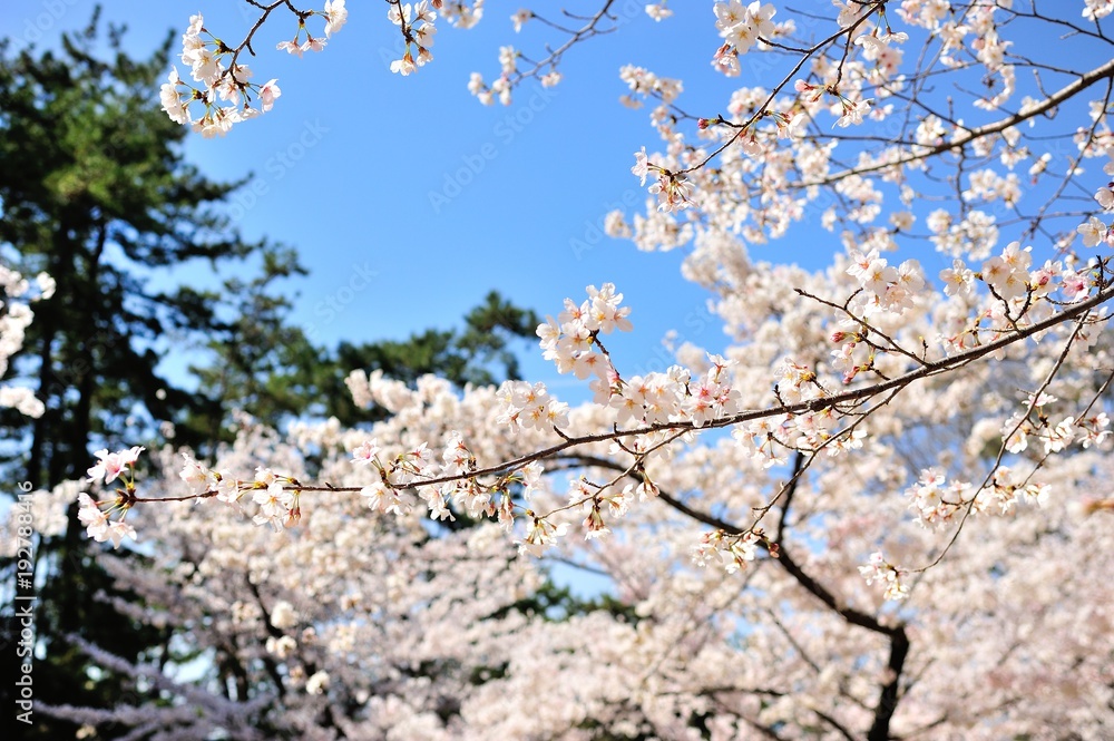 夙川の桜