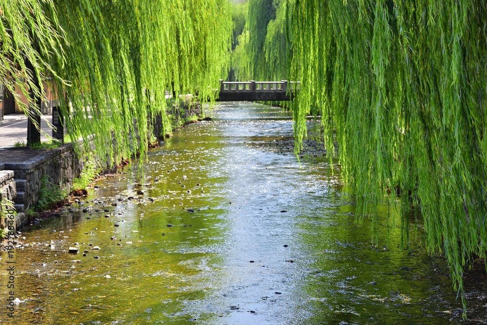 古門前橋と柳