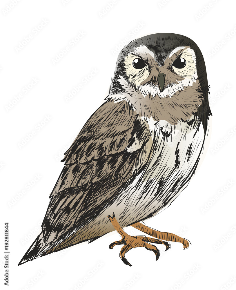 Illustration of owl