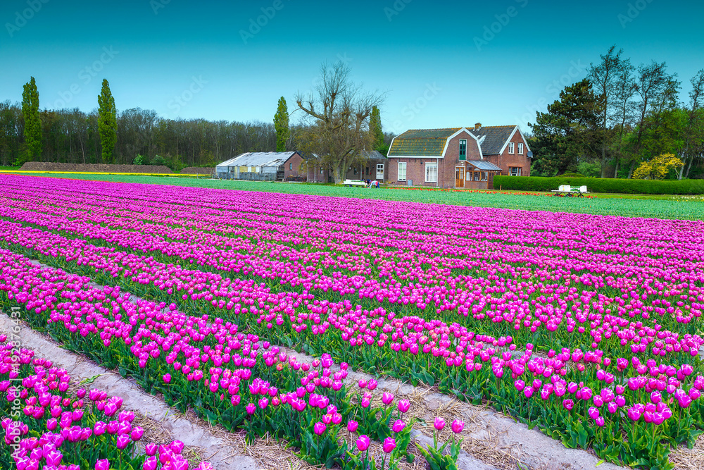 Majestic spring landscape with pink tulip fields in Netherlands, Europe