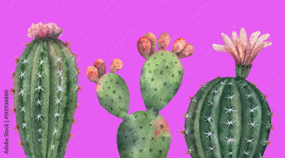 Watercolor vector set of cacti and succulent plants isolated on pink background.