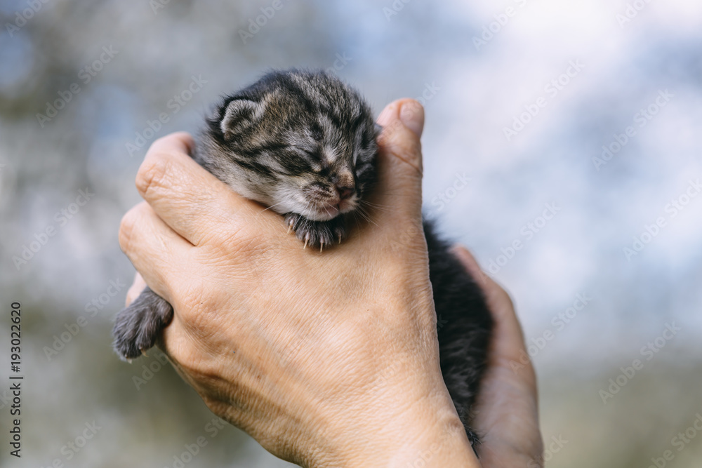 新生小猫在户外活动。动物摄影