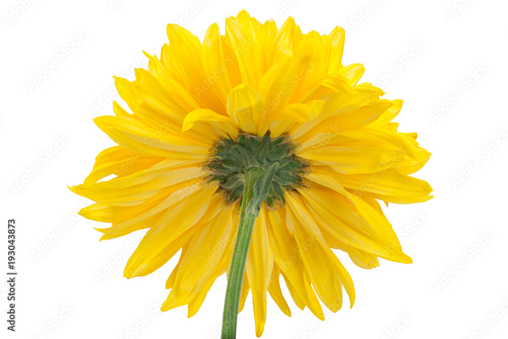 Yellow chrysanthemum flower head