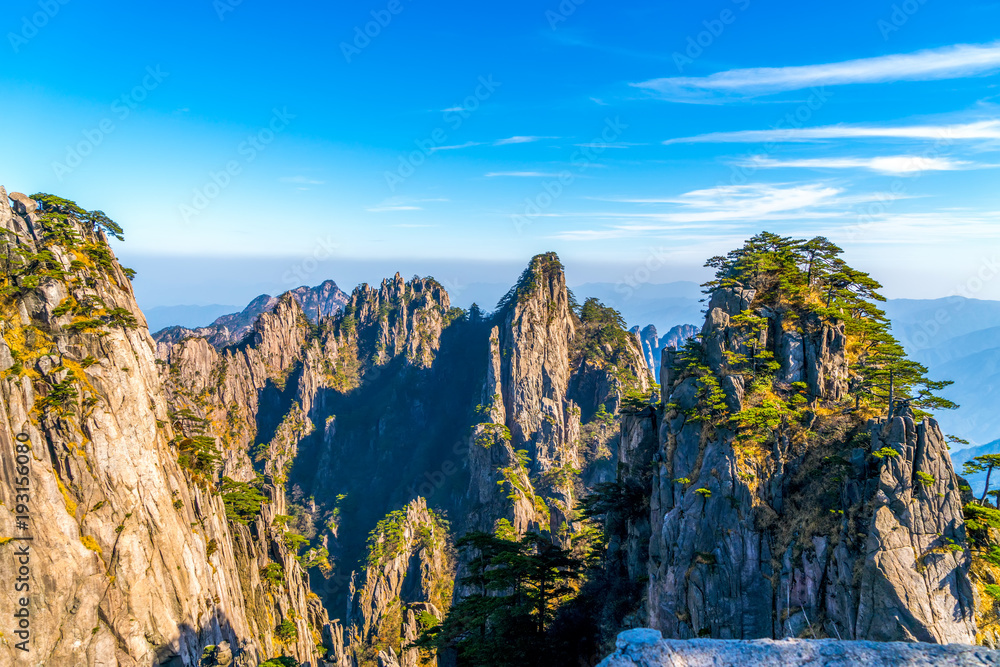 黄山山峰石松