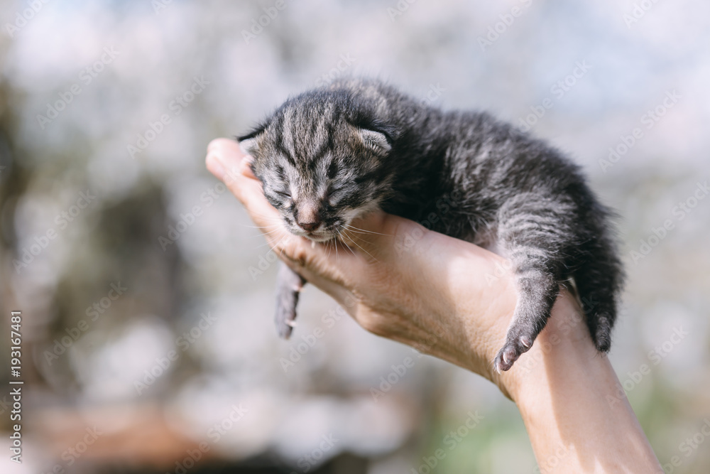 新生小猫在户外活动。动物摄影