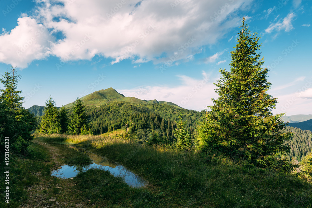 喀尔巴阡山脉阳光明媚的夏日风景如画。松树形成的郁郁葱葱的森林