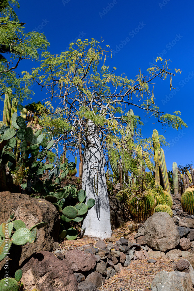 大加那利岛Cactualdea公园