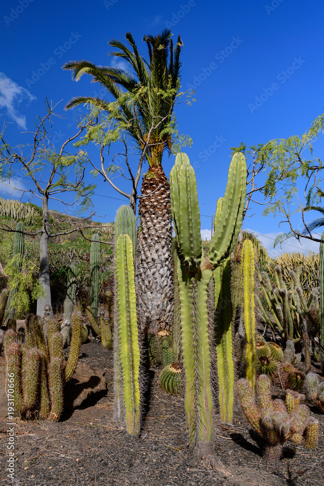 Cactualdea Park, Gran Canaria