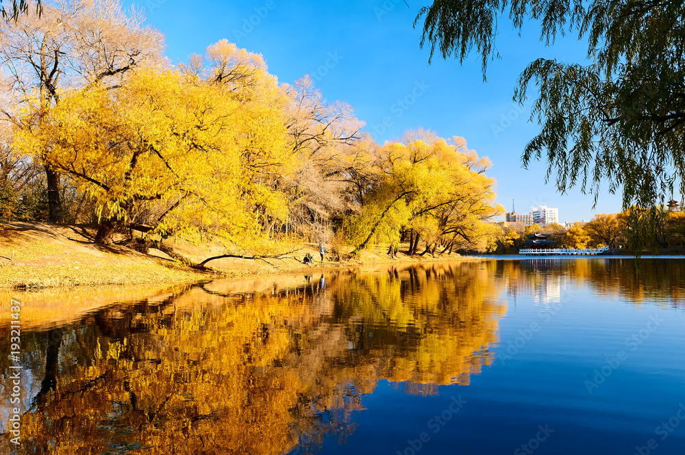 The fall trees with golden color leaves lakeside.