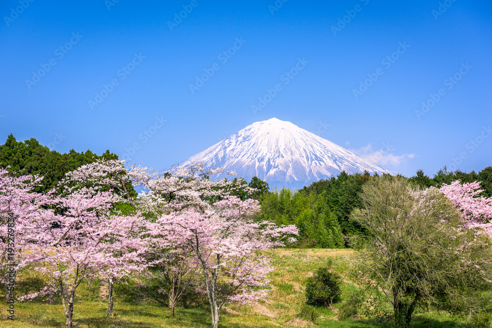 春天的富士山