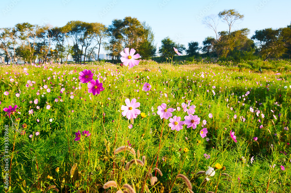 The Kelsang flowers bloom luxuriantly sunrise.