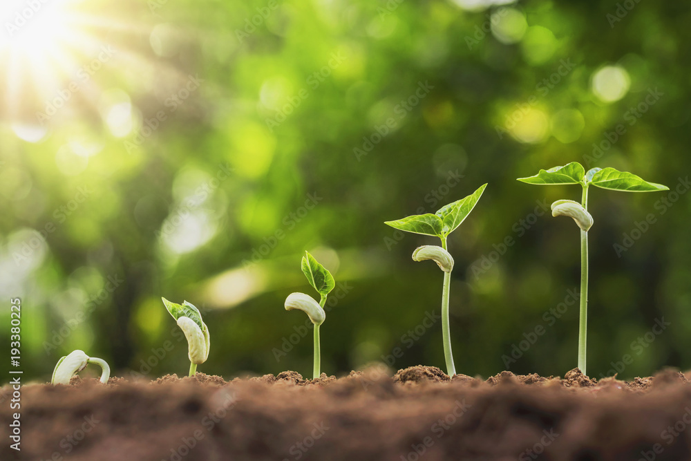 concept agriculture planting seeding growing step in garden with sunshine