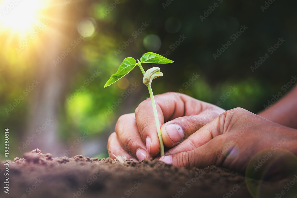 概念生态之手帮助在花园里种植幼树