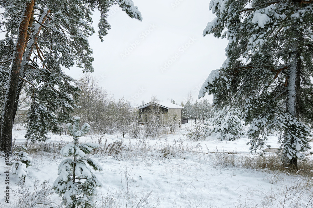 森林里的雪