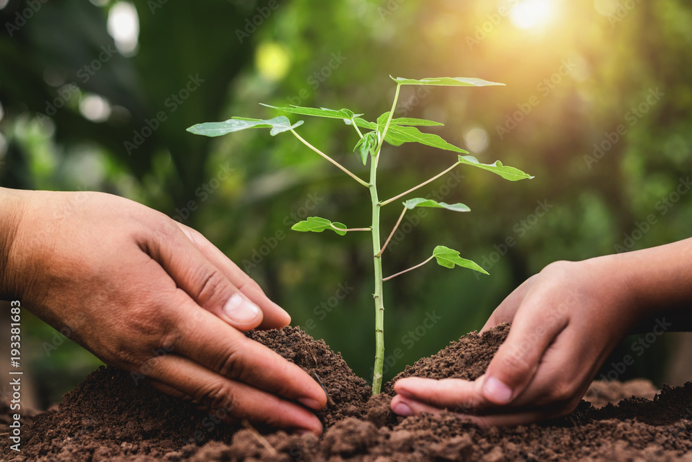 father and children helping planting young tree in garden