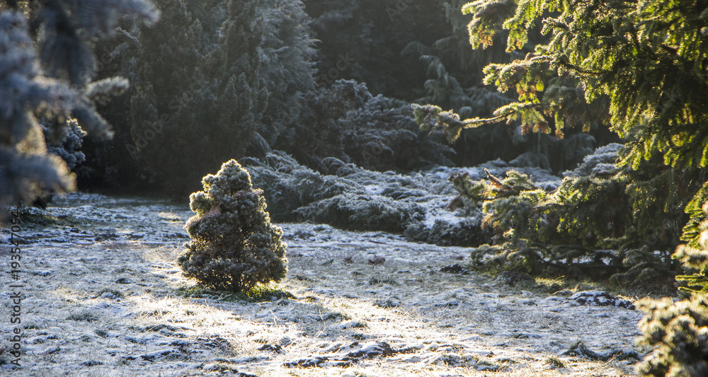 White Cedar-Thuja Occidentalis特写，浅深度