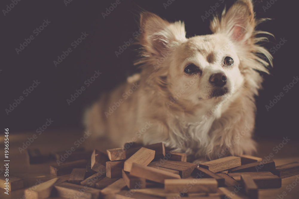 sleepy brown cute chihuahua dog on table with heap of wooden block toy