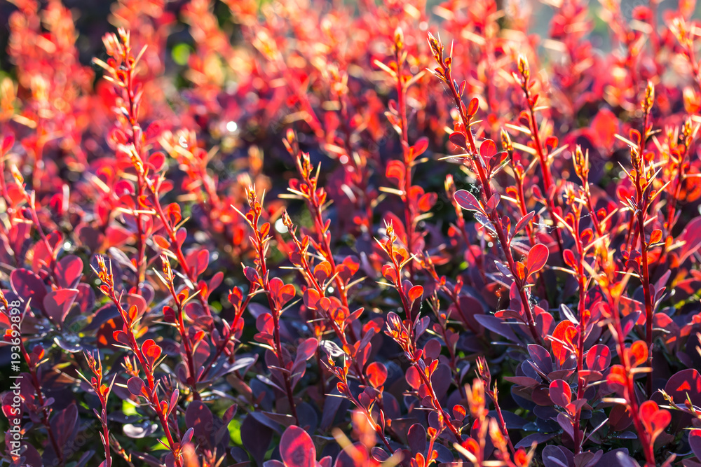 Barberry bush, colorful floral red background