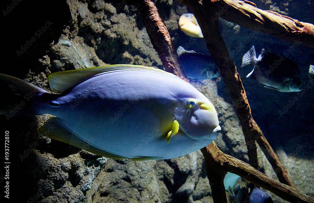 fish is swimming in marine aquarium