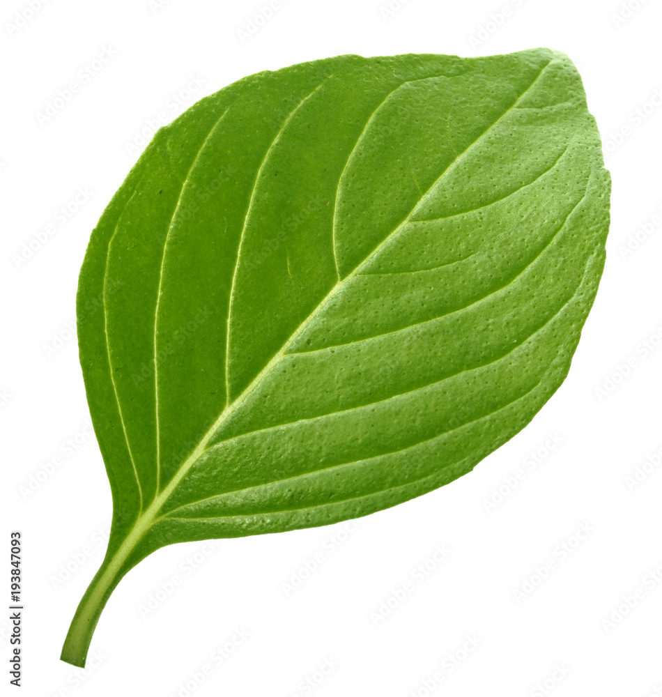 Basil leaf isolated without shadow