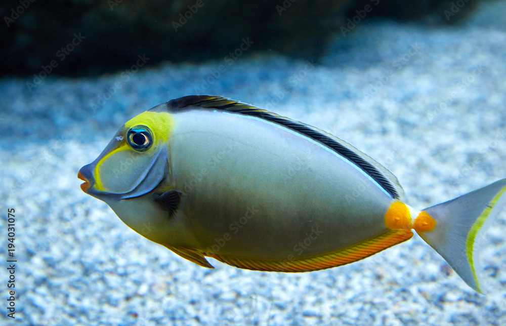 在海洋水族馆游泳的咕噜鱼