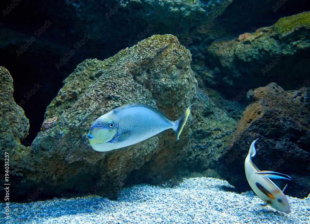 海洋水族馆里的鱼