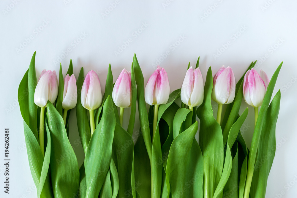 Creative layout of tulips on white background. Flat lay.