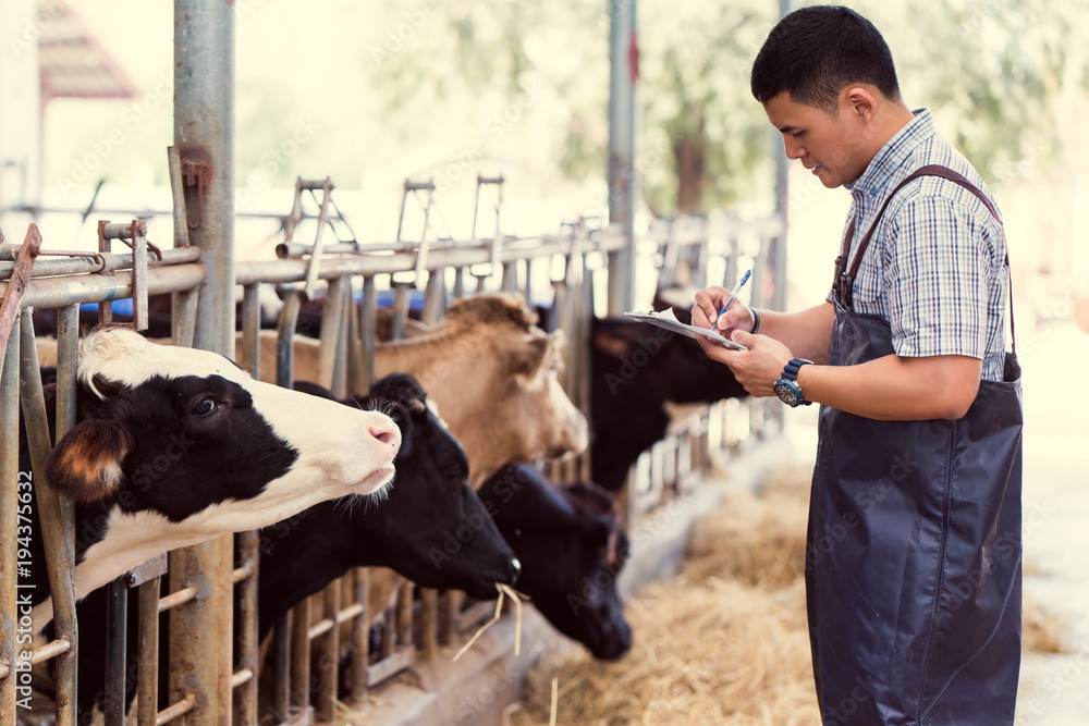 Farmers are recording details of each cow on the farm.