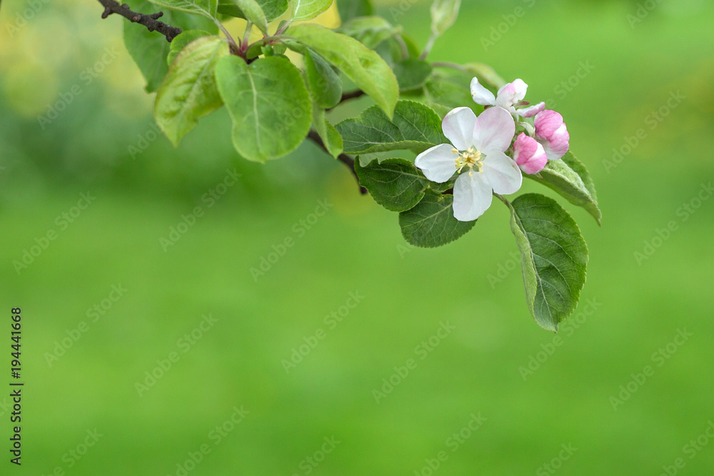 绿色模糊背景下的苹果树枝花朵。