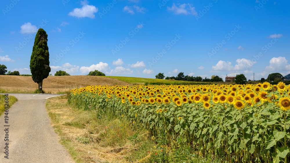 sunflowers in Tuscany