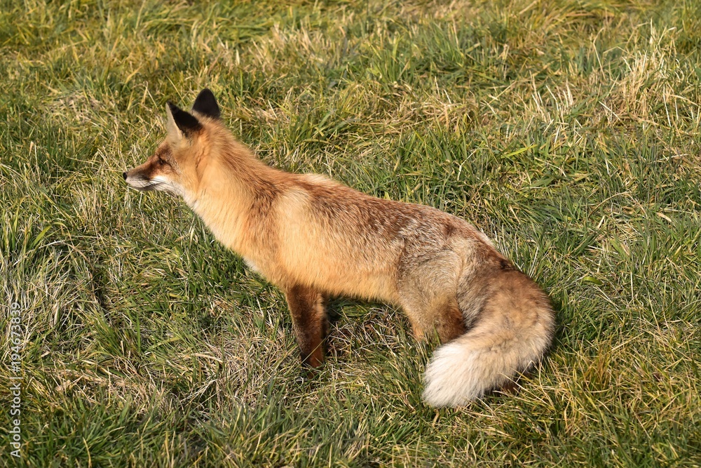 Fox in the autumn park (forest). The fox hunts for the mouse