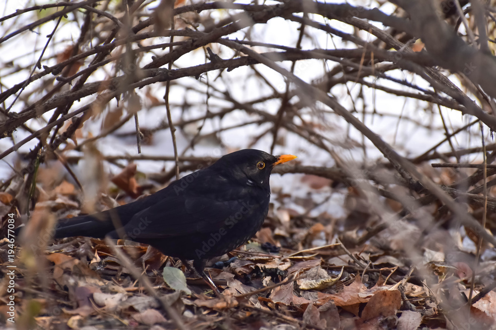 森林中的黑画眉鸟（turdus）。冬季森林。