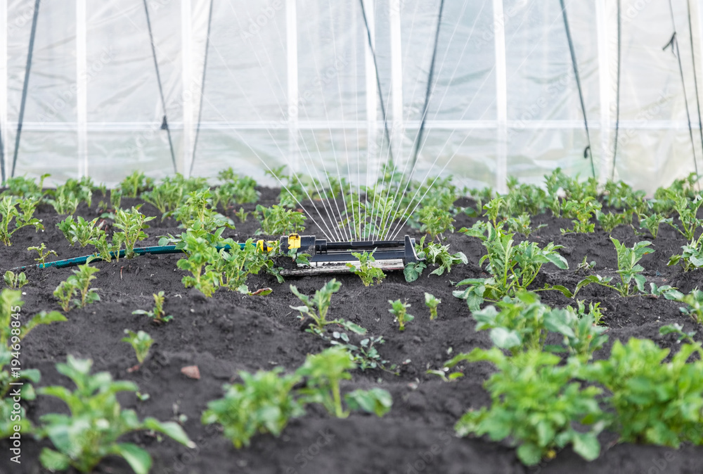 Sprinkler watering potatoes in garden