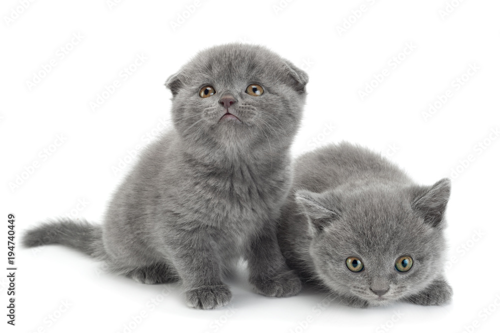 Scottish Fold gray cat