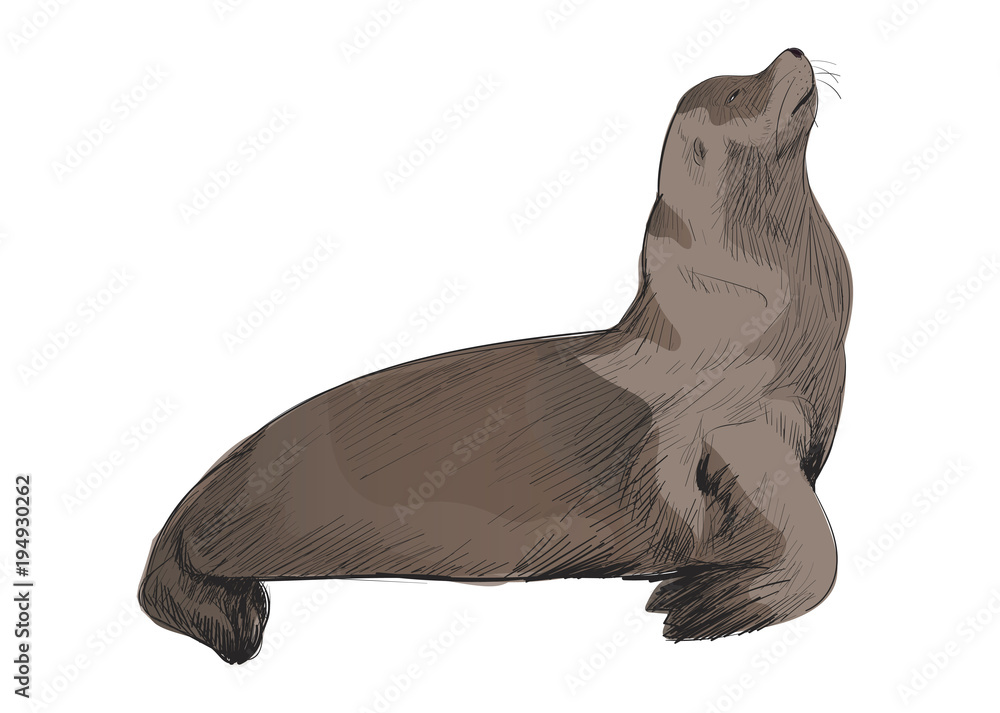 Illustration of animal