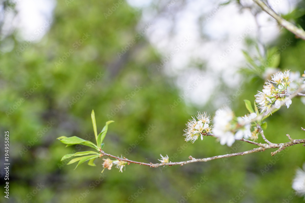 梅花枝条