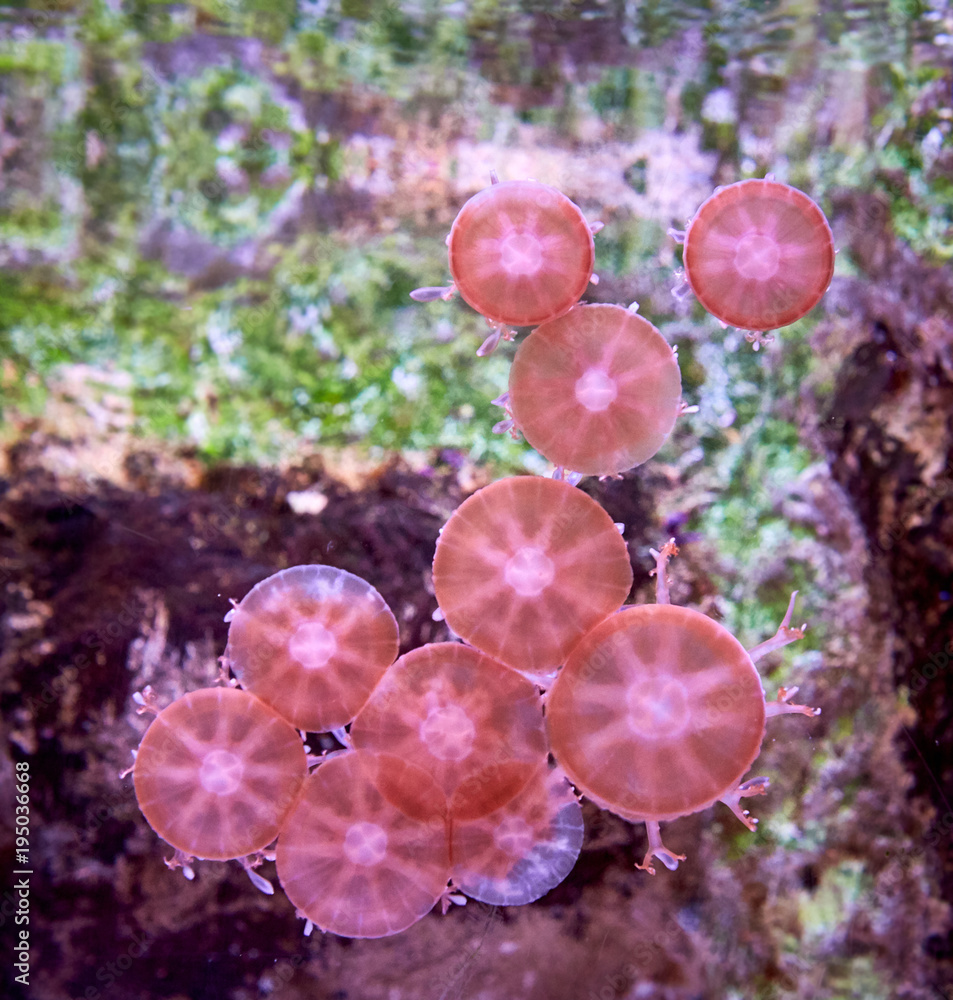 海洋水族馆里的黄鱼