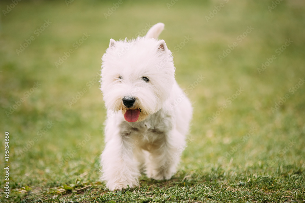 西部高地小白梗-Westie，Westy犬在绿草上奔跑