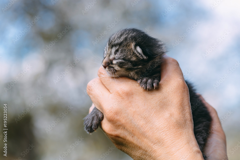 新生小猫在户外活动。动物摄影