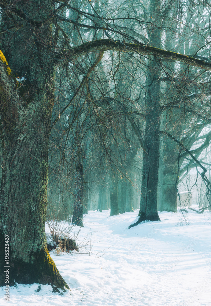 foggy forest