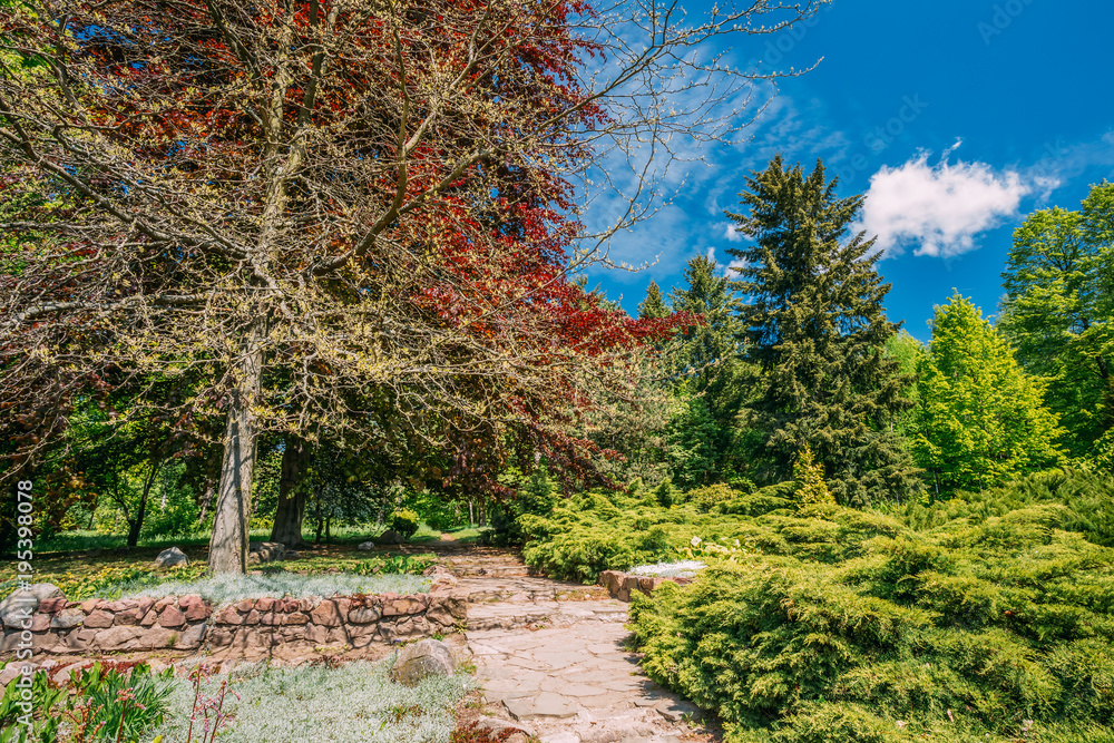 Stone Lane, Pathway, Way In Garden. Green Trees, Bushes In Spring Garden