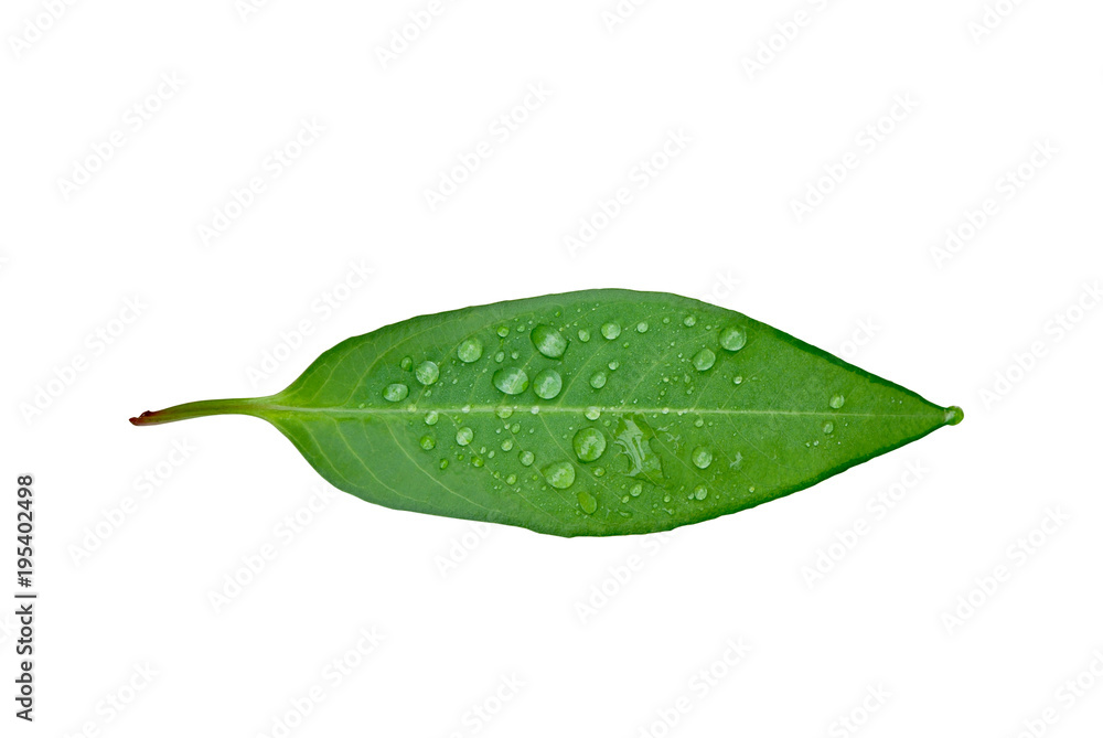 Green leaf with water drops isolated on white background.