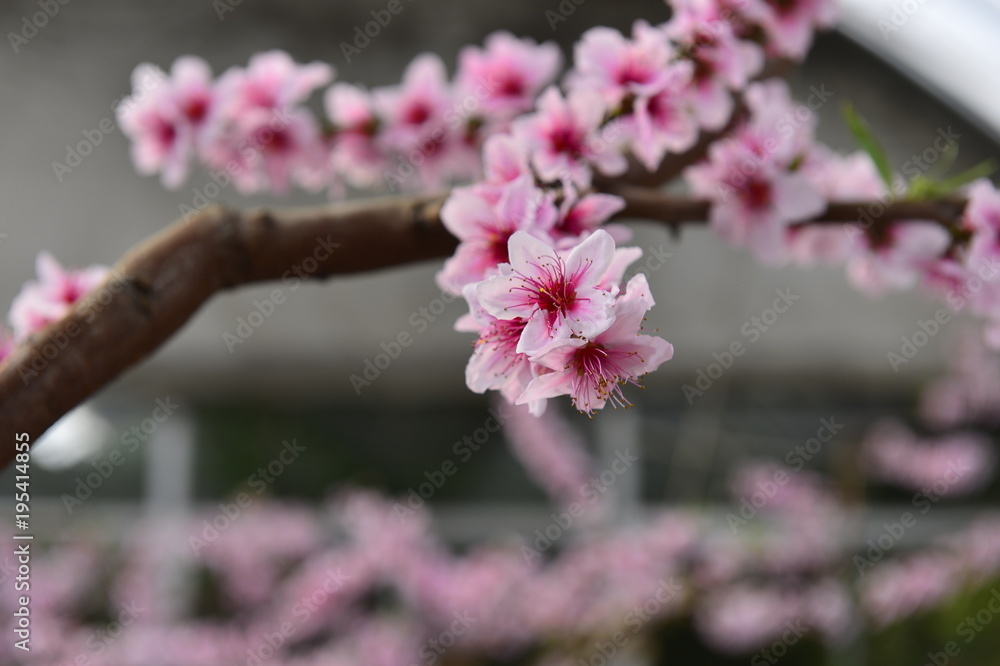 In full bloom in the peach blossom