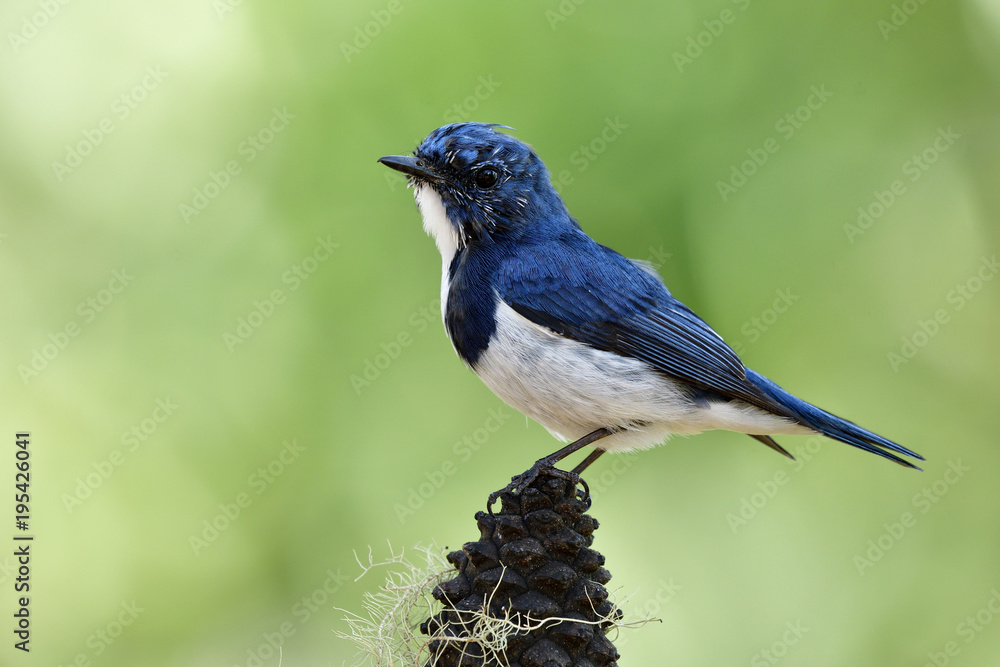 美丽的蓝鸟，Ultamarine Flycatcher（superciliaris ficedula）栖息在模糊的松果上