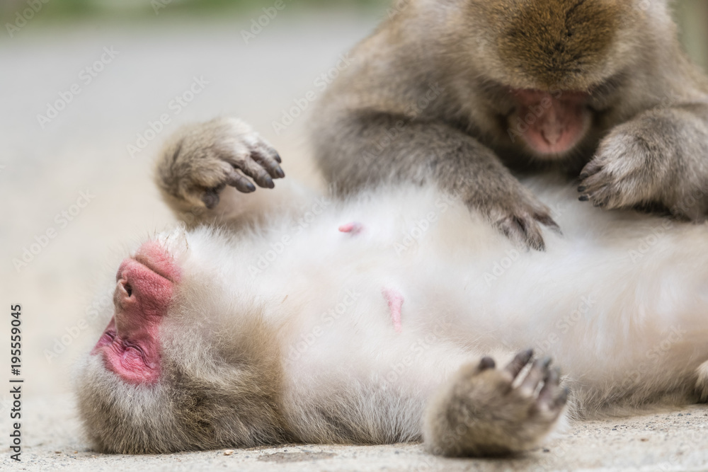 Jigokudani Monkey Park , monkeys bathing in a natural hot spring at Nagano , Japan