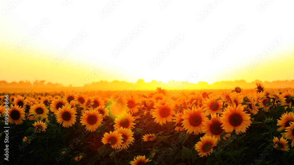 RUSSIAN SUNFLOWERS